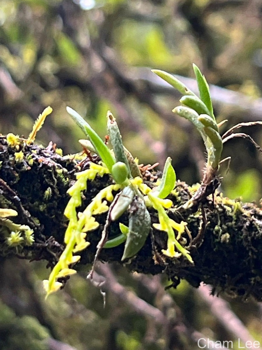 Octarrhena parvula Thwaites